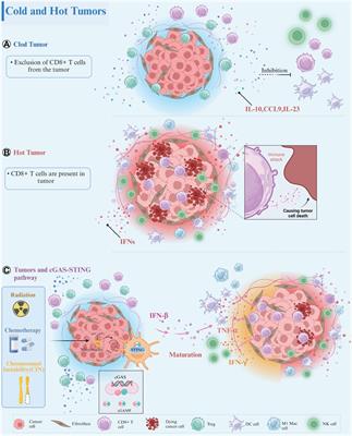 Frontiers Enhancing Immunotherapy Outcomes By Targeted Remodeling Of